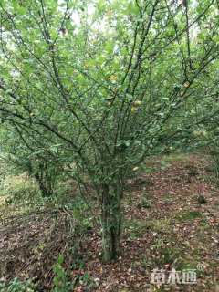 12公分垂丝海棠