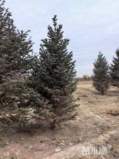 高度300厘米云杉