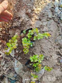 高度10厘米金叶过路黄