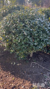 冠幅120厘米无刺枸骨球