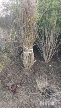 高度300厘米丛生木槿