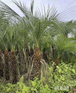 裸干高220厘米美丽针葵