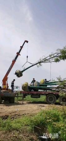 高度700厘米雪松
