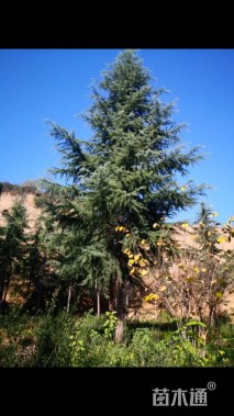 高度600厘米雪松