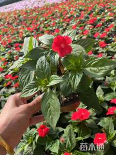 高度15厘米超级凤仙花