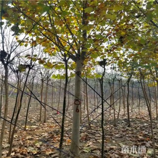 13公分法桐