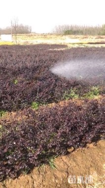 高度40厘米红花继木