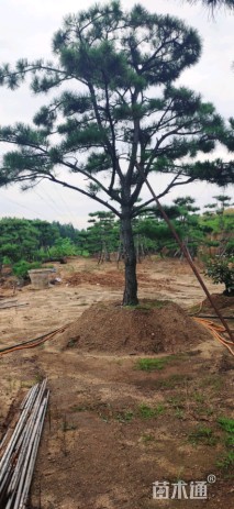 18公分造型松