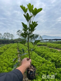 高度40厘米鹅掌柴