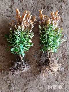 高度40厘米瓜子黄杨