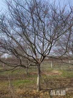 17公分日本红枫