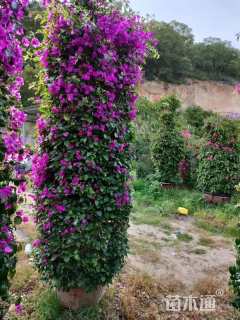高度250厘米三角梅