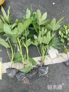 高度20厘米八角金盘