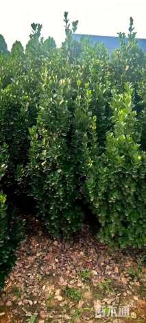 高度180厘米北海道黄杨