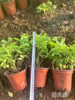 高度20厘米火焰南天竹