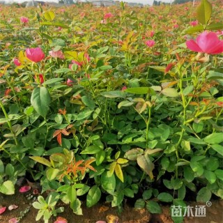 高度55厘米丰花月季小苗
