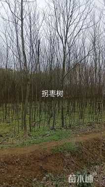 5公分拐枣