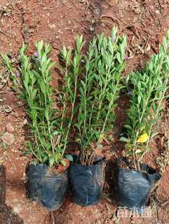 高度25厘米满天星