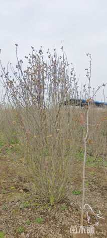 高度250厘米丛生木槿