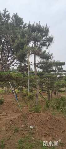 18公分造型油松