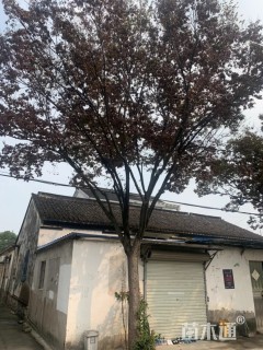 20公分榉树