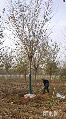 10公分巨紫荆