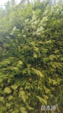 高度35厘米毛鹃