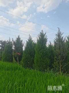 高度100厘米塔柏