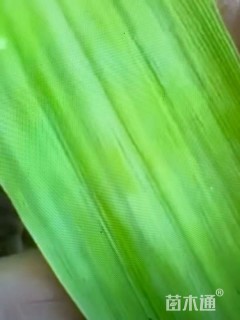 高度35厘米淡竹叶