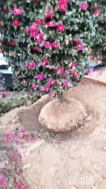 高度150厘米茶梅柱