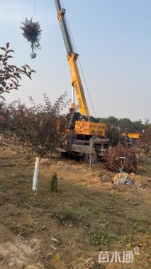 7公分榆叶梅