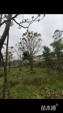 13公分麻楝