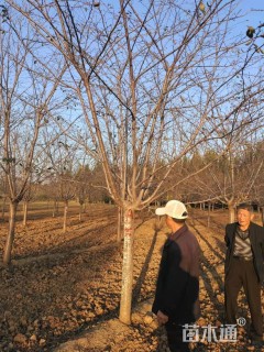 15公分日本早樱