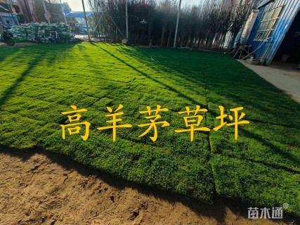草卷状草皮