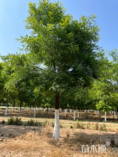 22公分国槐