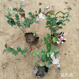 20厘米花叶络石