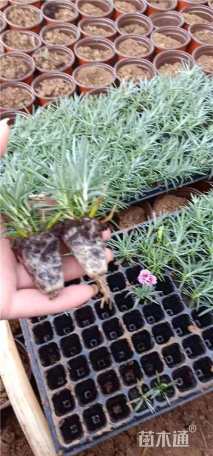 高度15厘米彩虹石竹