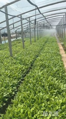 高度30厘米万年青