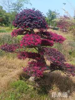 高度150厘米红花继木