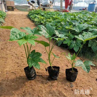 高度35厘米八角金盘小苗