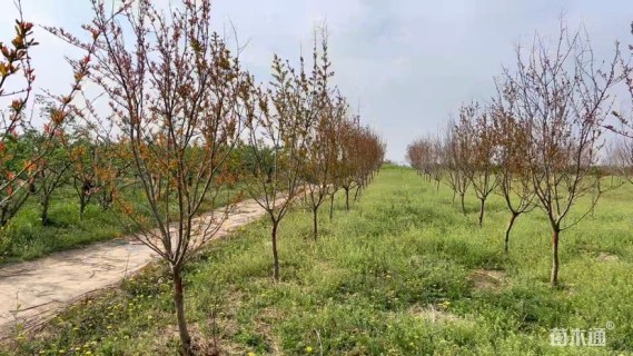 14公分柿树