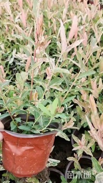 1公分花叶杞柳