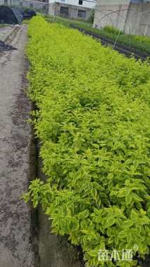 高度50厘米金叶连翘