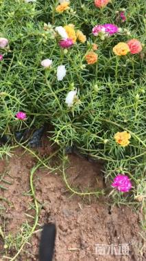 高度20厘米太阳花