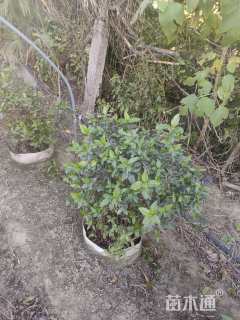 高度60厘米地中海荚迷