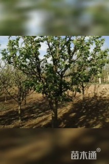 20公分八棱海棠