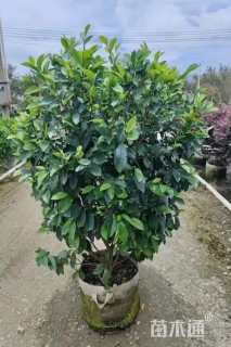 冠幅80厘米含笑球