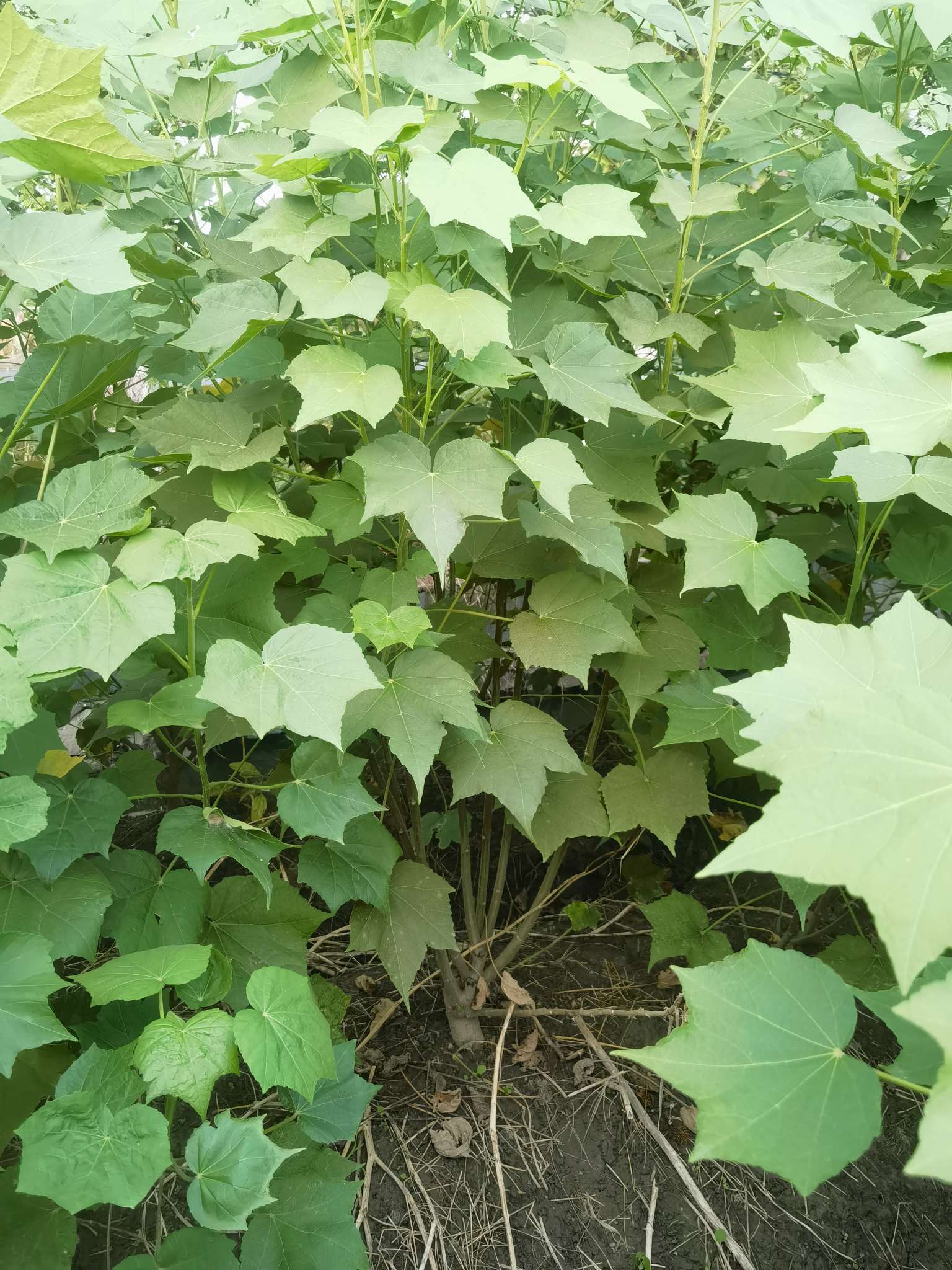 高度280厘米木芙蓉