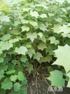 高度280厘米木芙蓉