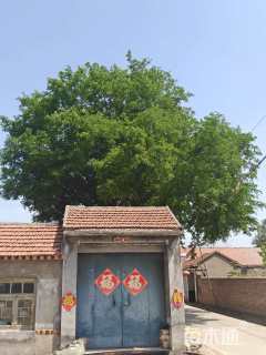 70公分皂荚